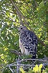 Red Shouldered Hawk - Outdoors Network