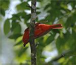 This picture of a male Summer Tanager was taken at Piedmont NWR in Georgia. Copyright 2005 Steve Slayton.