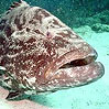 Goliath Grouper - Outdoors Network