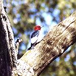 Redheaded Woodpecker - Outdoors Network