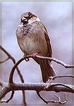 House Sparrow - Outdoors Network