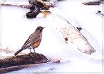 American Robin - Outdoors Network