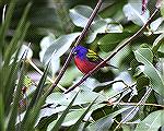 male Painted Bunting - Outdoors Network