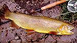 Apache Trout 2 - Outdoors Network