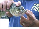 Boot Lipped Bass - Outdoors Network