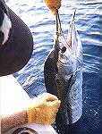 Miami Sailfish - Outdoors Network