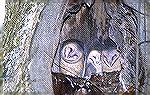 Barn Owls - Outdoors Network